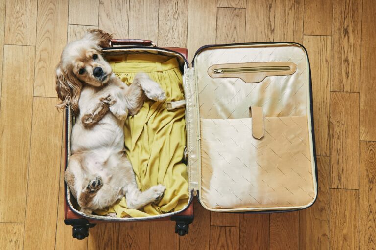 Hund liegt im Koffer und ist bereit zum Abreisen
