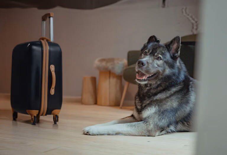 Urlaub mit Hund Amberg